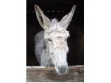 Island Farm Donkey Sanctuary - Wallingford
