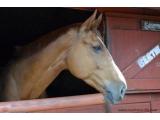 Burley Manor Riding Stables