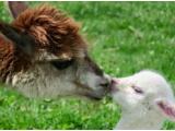 Chew Valley Country Farm