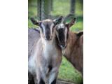 Green Dragon Eco Farm