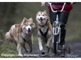 Pesky Husky Trekking Centre