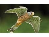 The Hawk Conservancy, Andover