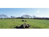 KINGSTON RUSSELL STONE CIRCLE