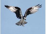 Loch Garten Osprey Centre