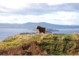 Loch Lomond National Nature Reserve