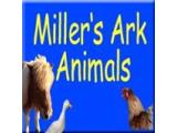 Miller's Ark Animals