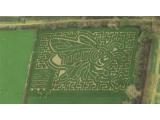 Manydown Maize Maze - Basingstoke