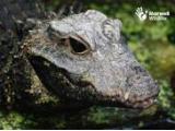 Marwell Zoological Park, Winchester