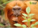 Marwell Zoological Park, Winchester