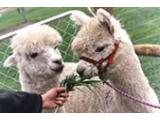 Mayfield Alpacas, Sheffield