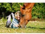 Jewels Stables