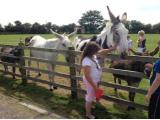 Radcliffe Donkey Sanctuary