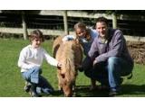 Miniature Pony Centre, Newton Abbot