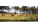 NINE LADIES STONE CIRCLE