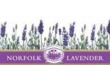Norfolk Lavender