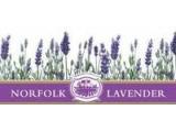 Norfolk Lavender