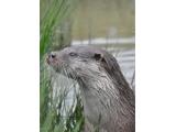 The British Wildlife Centre - Lingfield