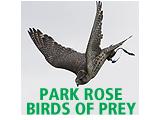 Park Rose Birds of Prey Centre