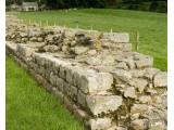 Planetrees Roman Wall - Hadrian's Wall