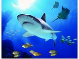 Brighton Sea Life Centre