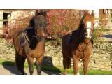 Dean Riding Stables