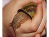 Slow Summer Snail Farm, Faversham