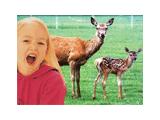 Snettisham Park Farm & deer Safari - Kings Llynn