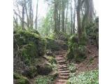 Puzzlewood - Coleford