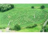 The Maize Maze at Cawthorne