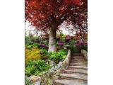 Ventnor Botanic Gardens - St Lawrence