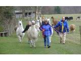 Ashdown Llama Farm, Forest Row