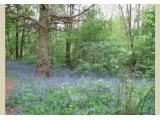 Cocksherd Bluebell Wood