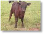 Mini Moos Farm, Edmondsley