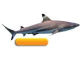 Sealife Adventure