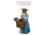 Yorkshire Lavender